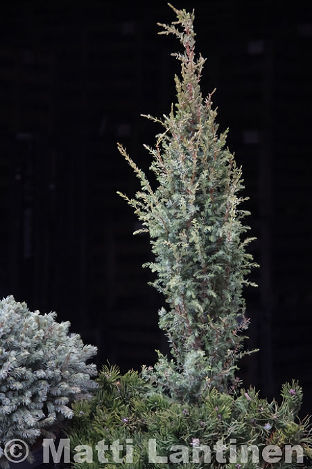 Pikkupilarikataja, Juniperus communis 'Sentinel' Juniperus communis 'Sentinel', pikkupilarikataja